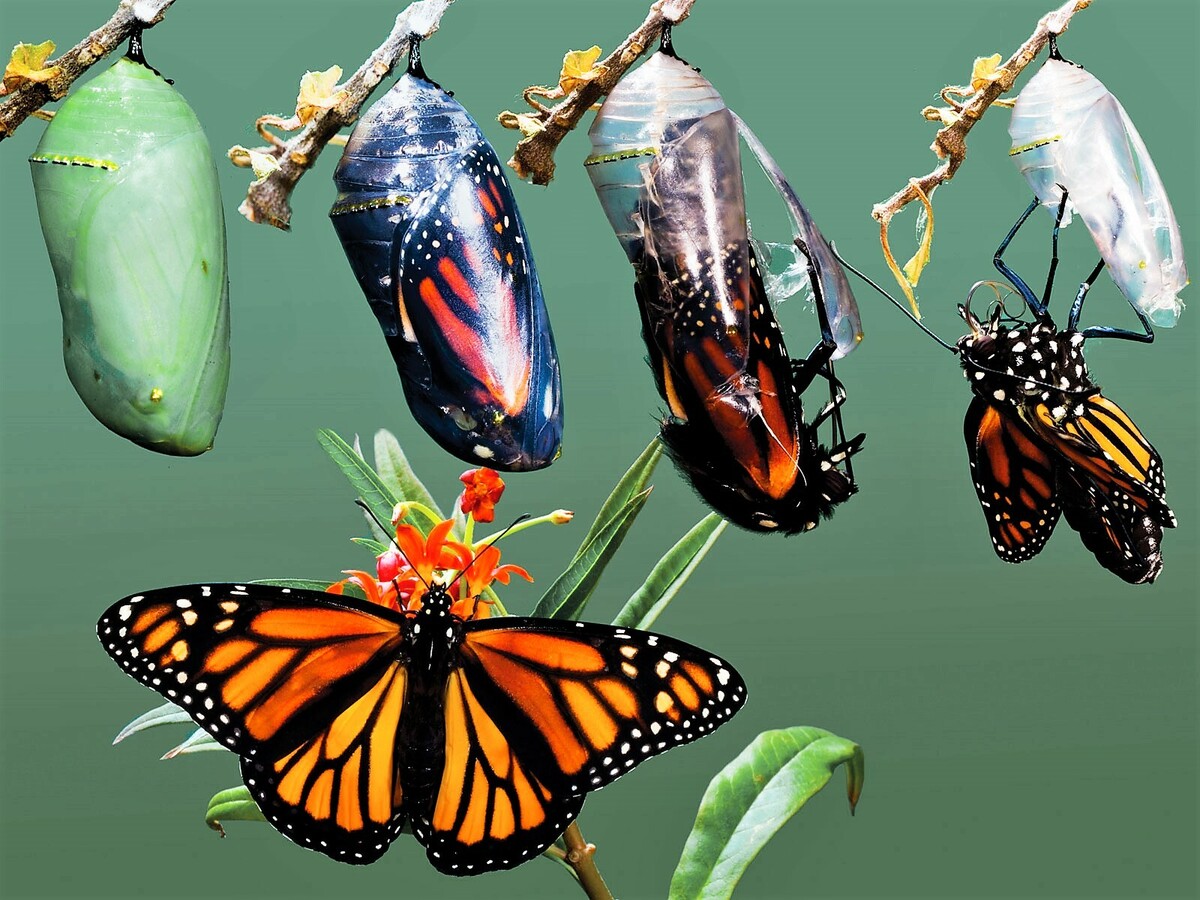 Рождение бабочки