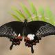 Papilio Polites (Парусник Политес) самка
